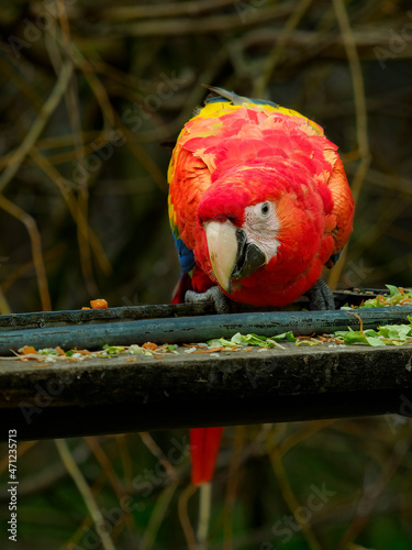 Ara arakanga on the feeder in the zoo photo