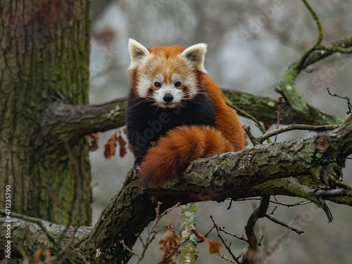 Red panda on branch in foggy forest