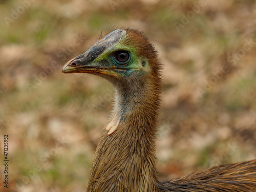 Young southern cassowary portrait, head detail © Honza123