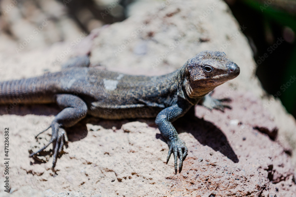 lizard on the rock lizard on the rock
