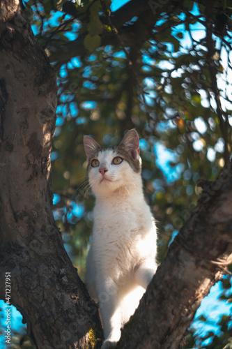 Cat on tree