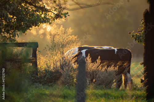 Cows in the field