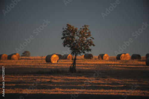 Hay bales in a field at sunset