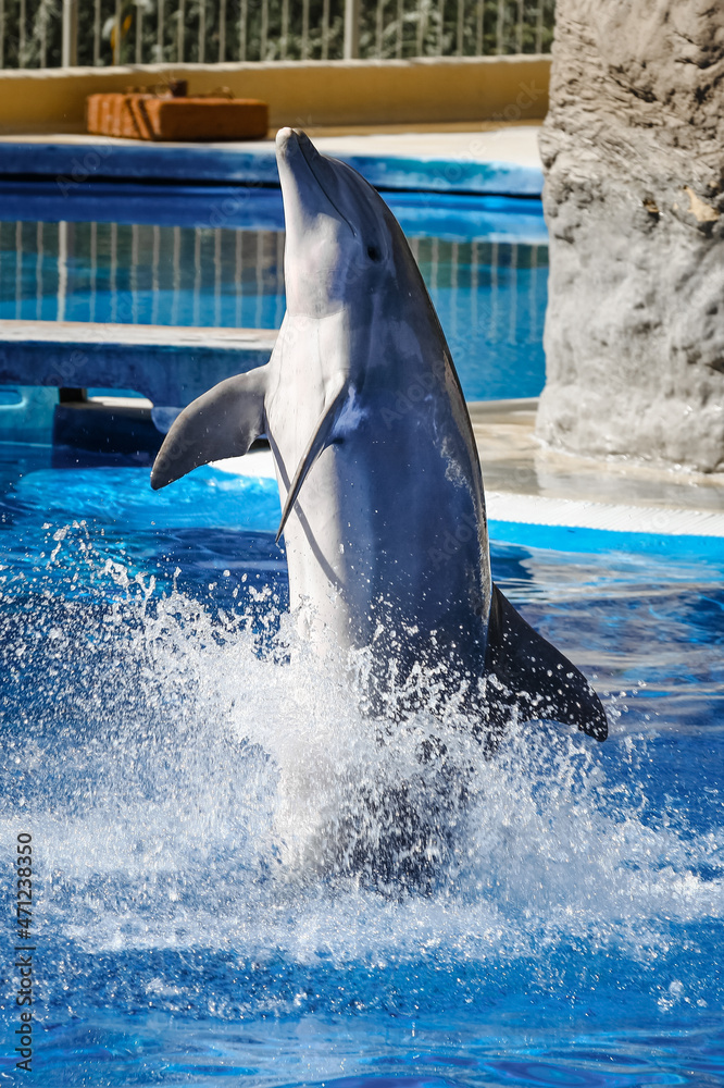 Obraz premium dolphin in the water