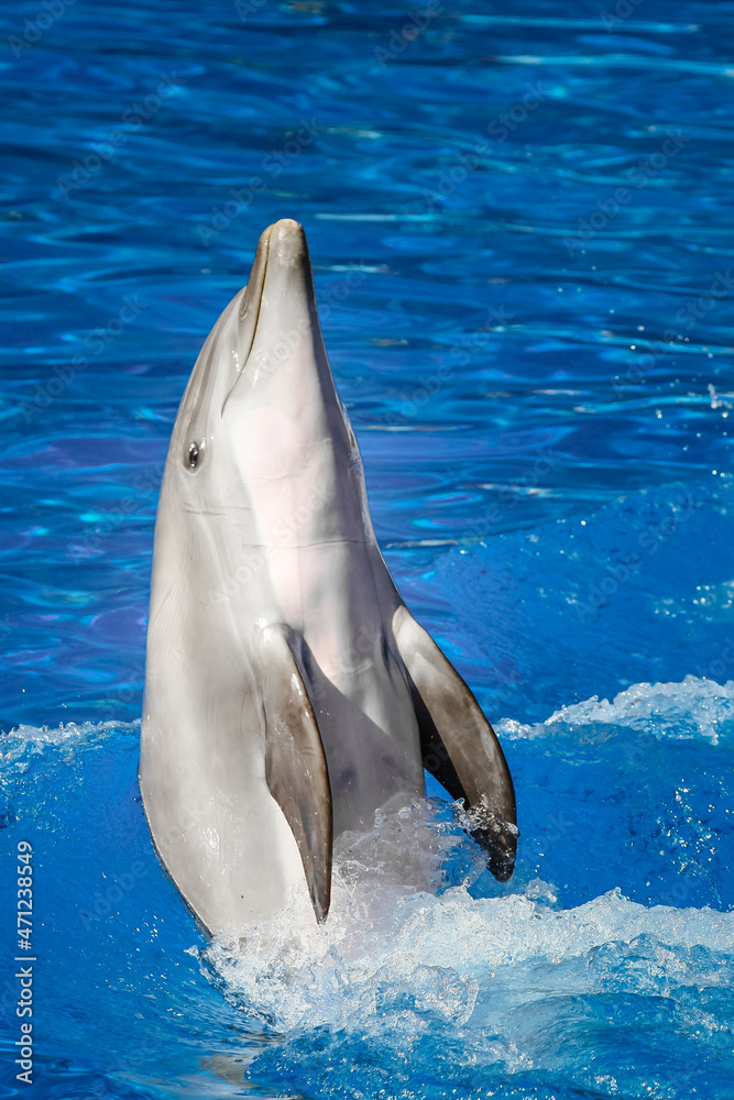 Naklejka premium dolphin in the water