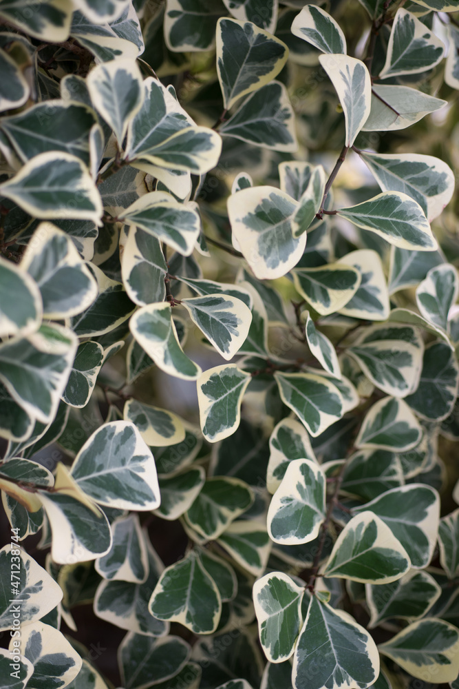 Ficus triangularis leaves close up Ficus triangularis leaves close up