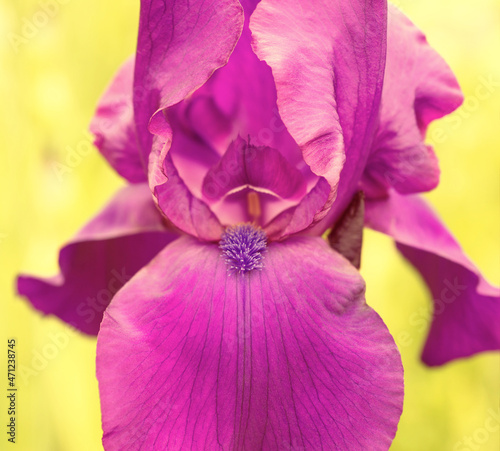Pink iris flower on yellow background close up