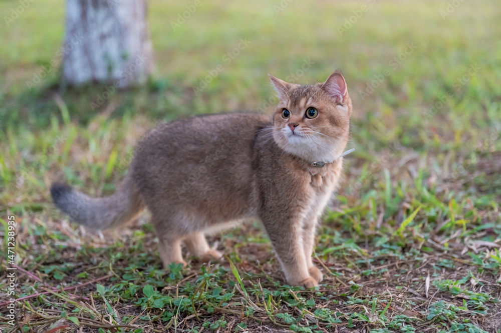 Kitten playing on the grass