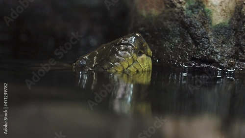 Head of green anaconda (Eunectes murinus)