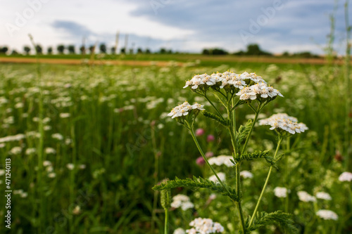 Achillea millefolium, also known as common yarrow in green natural landscape in Germany, close up and selective focus