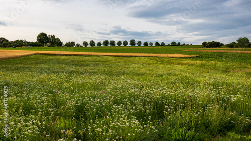 green rural field and blue sky in countryside in summer in Bad Friedrichshall, Germany photo