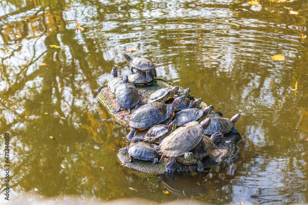 Fototapeta premium turtles laying in the sun heat near a lake in a sunny spring day