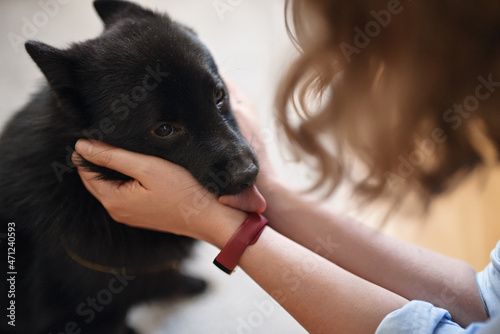 Woman plays with the Schipperke dog.