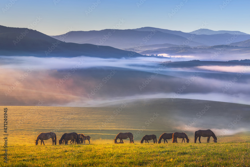 Colorful view of a herd of horses peacefully grazing. Folded hills in a blue haze. Radiant landscape.Absolutely perfect picture. Sunny meadow covered with blue-pink fog.Altai Republic.Siberia. Russia. - obrazy, fototapety, plakaty 