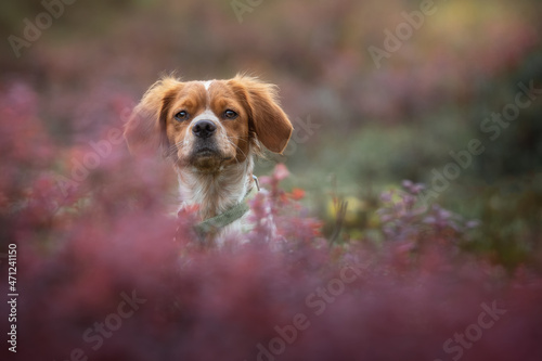 Fotografie Beautiful portrait of a dog Brittany Spaniel breed