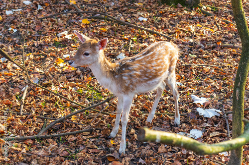 A young deer staring straight back at the camera © Dyukareva Olga
