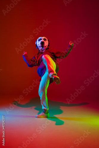 Contemporary collage. One hip hop dancer headed of dog's head dancing isolated over dark red background in neon light. Inspiration, idea, street dance style.