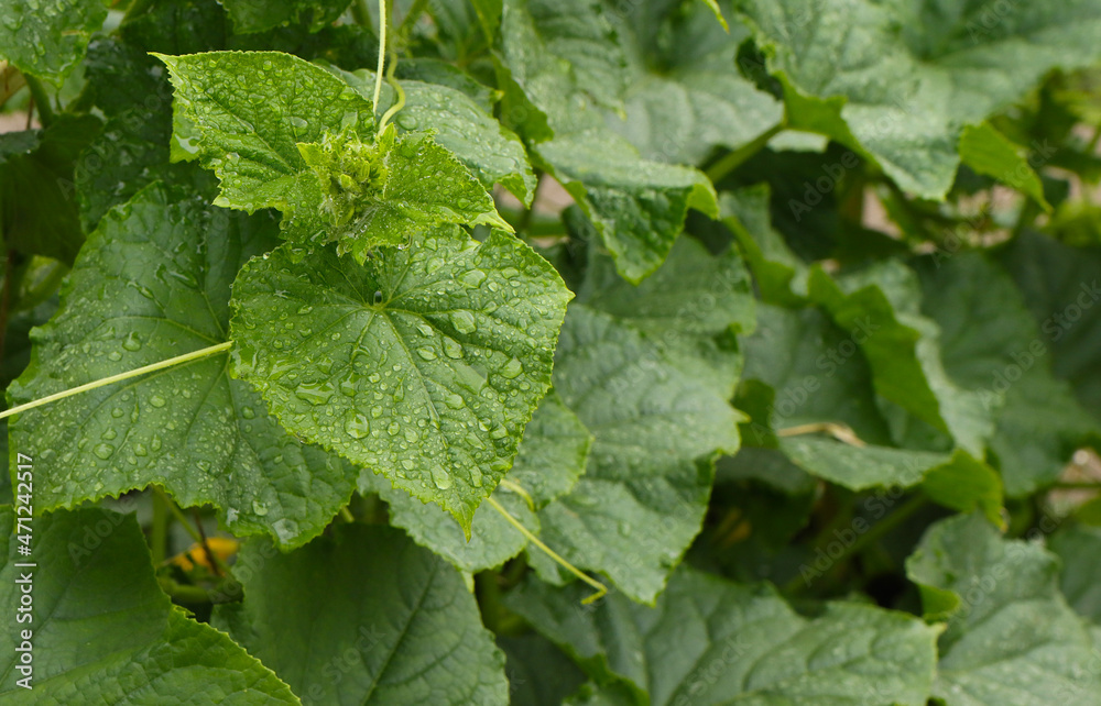 Cucumber plant growth. Cucumber plant growth.