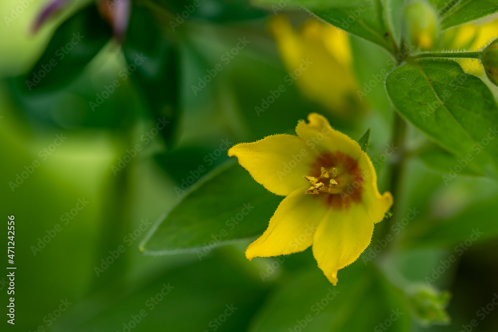 Obraz premium Lysimachia vulgaris flower in meadow, close up