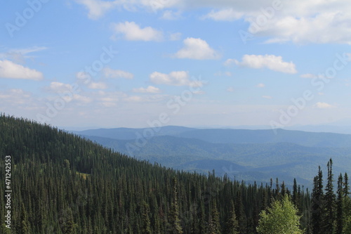 forest in the mountains