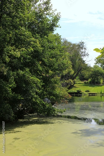 river in the forest