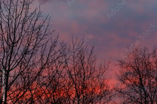 Silhouettes of empty trees and branches in the sunset sky. The dramatic sky. Blue and red sky.