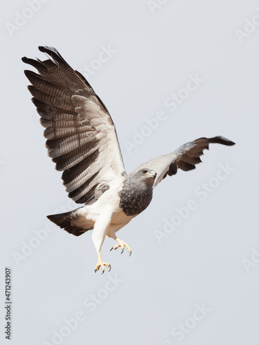 osprey in flight © Visualmedia
