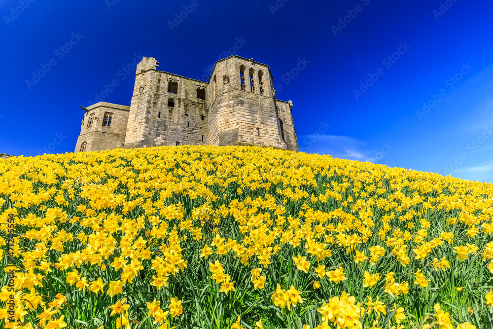 Springtime daffodils surrounding old castle 