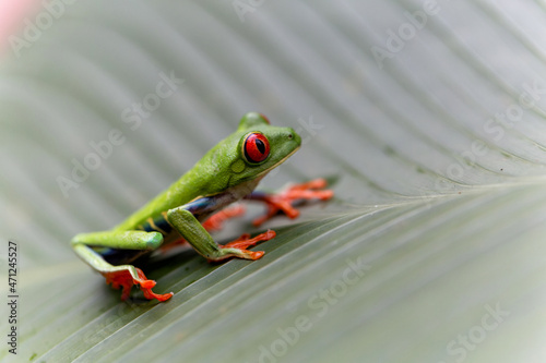 Red eyed tree frog (Agalychnis callidryas) between the leaves of a green plant in Tortuguero National Park in Costa Rica
