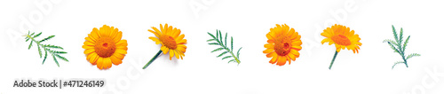 Yellow chamomile flowers and leaves on white background.