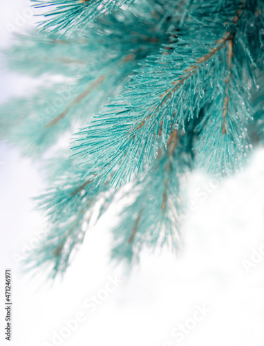 Branch