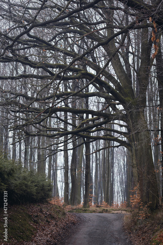 forest autumn