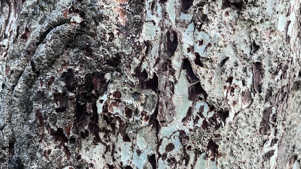 Blurred pattern seamless texture from Bark tree. For background wood work, Bark of brown hardwood, thick bark hardwood, residential house wood. nature, trunk, tree, bark, hardwood, trunk, tree, trunk Blurred pattern seamless texture from Bark tree. For background wood work, Bark of brown hardwood, thick bark hardwood, residential house wood. nature, trunk, tree, bark, hardwood, trunk, tree, trunk