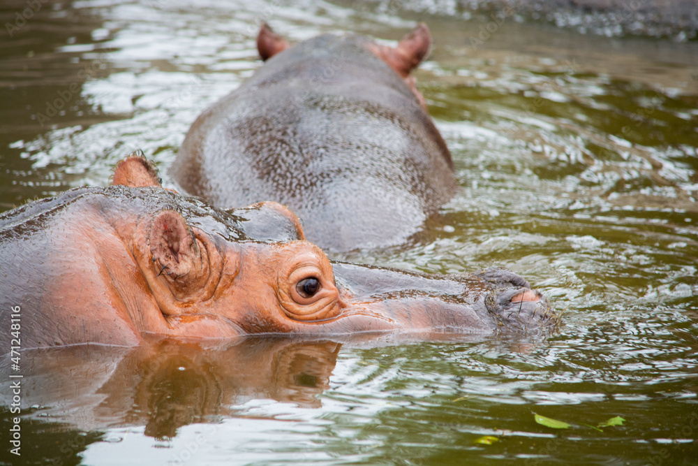 Fototapeta premium hippo in the water