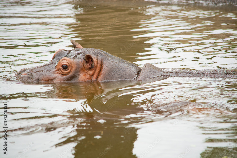 hippopotamus in water