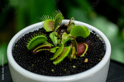 plant in a pot