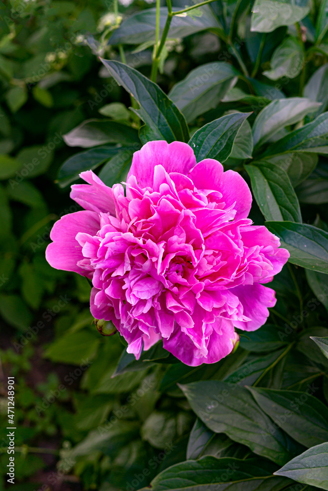 Beautiful blooming pink peony flower close-up in the garden