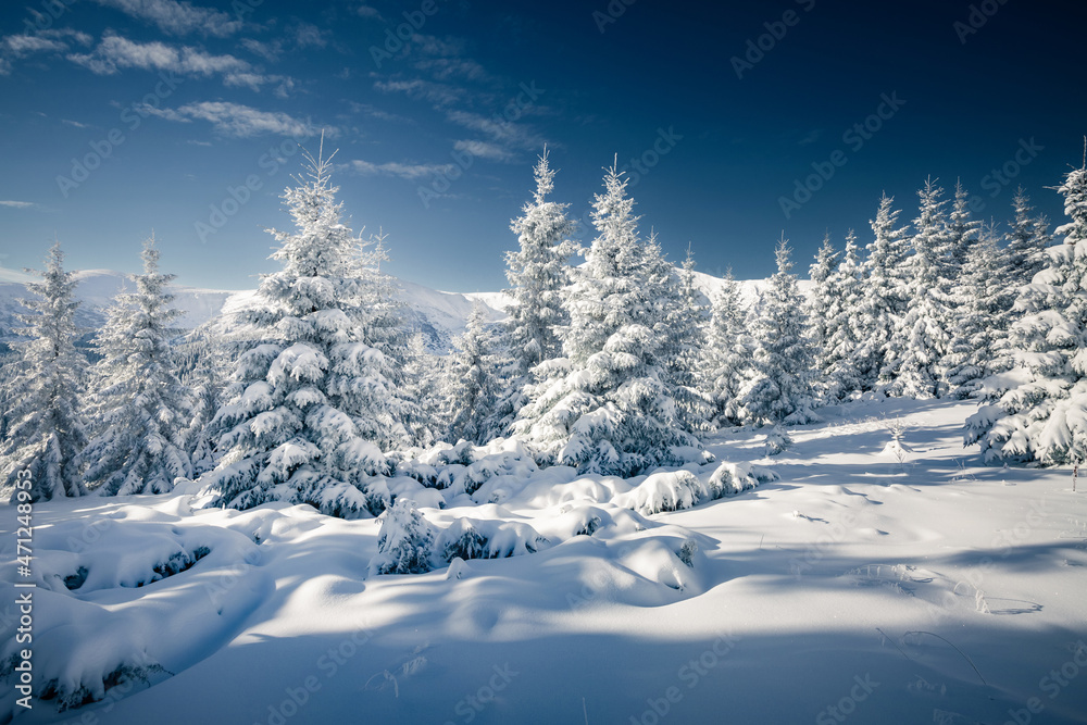 Fototapeta premium Fantastic snow-covered spruces on a frosty day. Carpathian mountains, Ukraine, Europe.