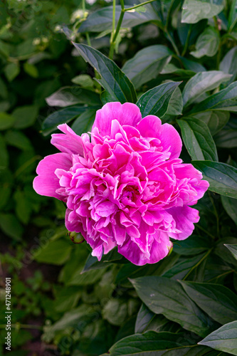 Beautiful blooming pink peony flower close-up in the garden