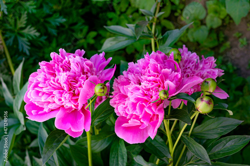 Bright pink peony flowers in the rustic garden.