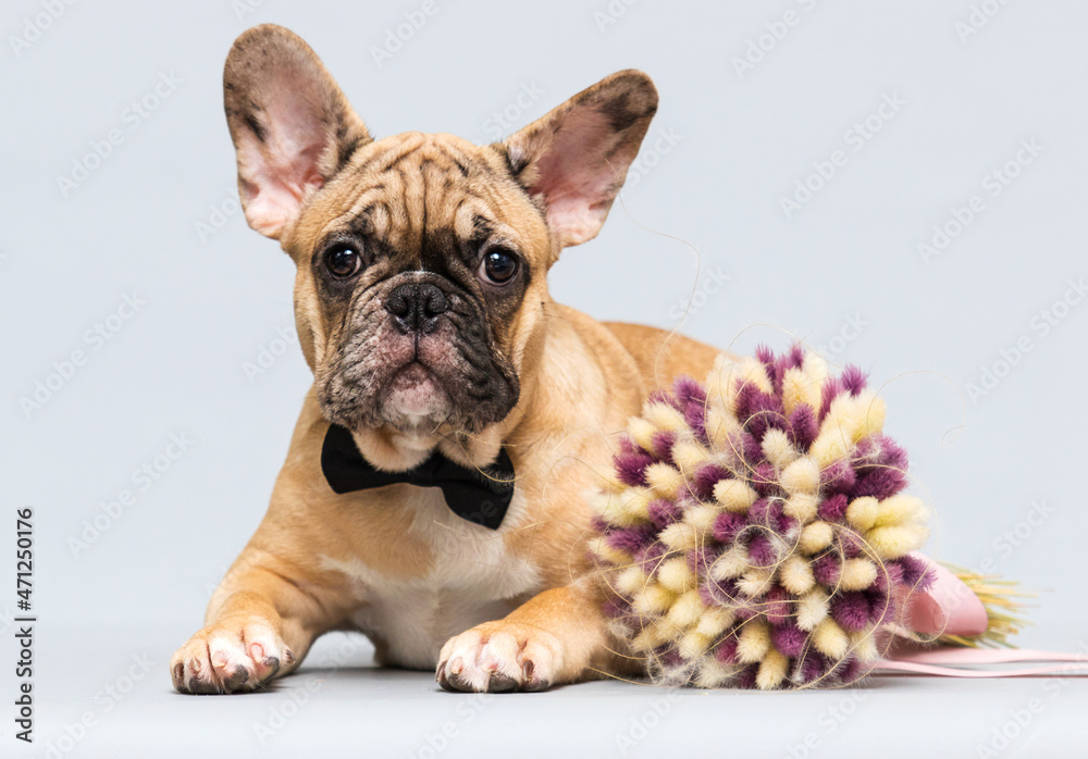 bulldog puppy in a tie with a bouquet