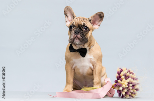 Fototapeta Naklejka Na Ścianę i Meble -  bulldog puppy in a tie with a bouquet