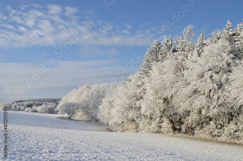 Winterlicher Wald mit Raureif.