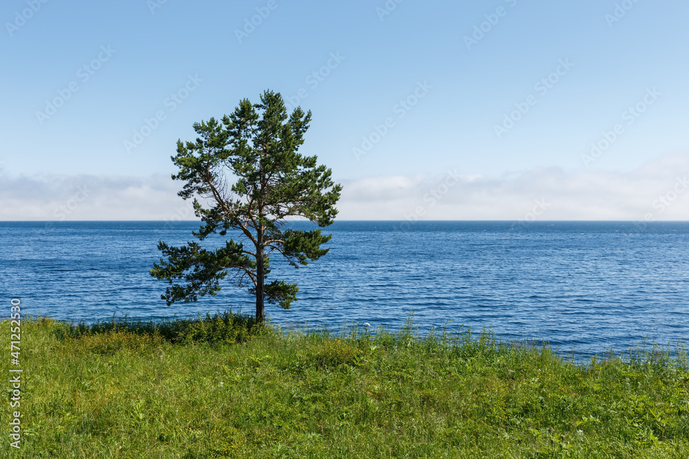 Lonely pine tree on the shore of Lake Baikal. Summer day. Landscape.