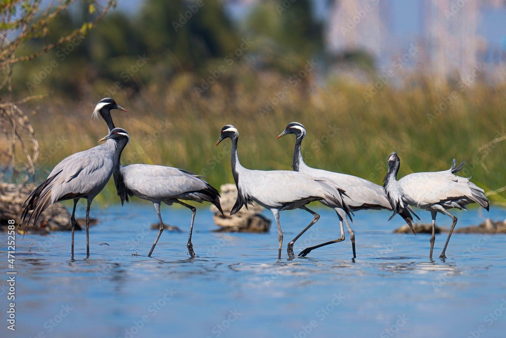 Fototapeta premium Demoiselle cranes bird at river. Grus virgo. Crane bird. Water birds.