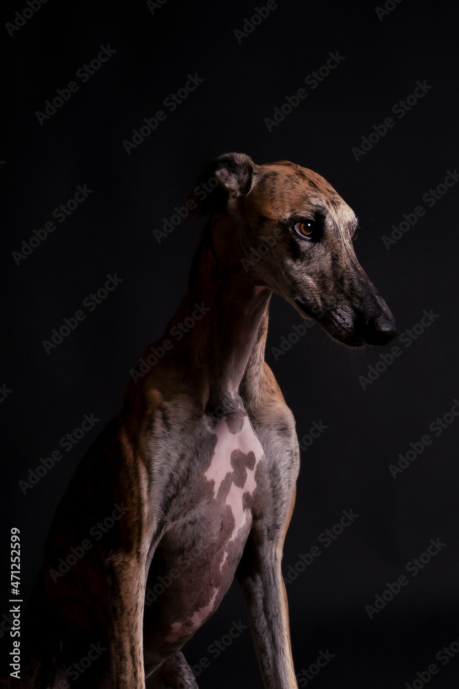 galgo greyhound