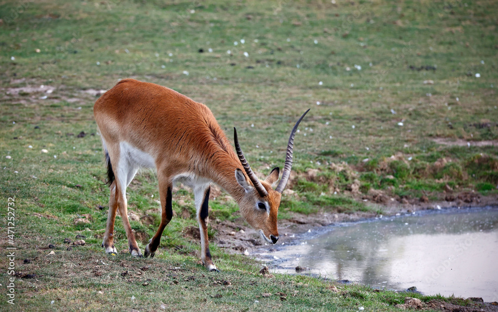 Obraz premium Kafue Lechwe grazing by a water hole