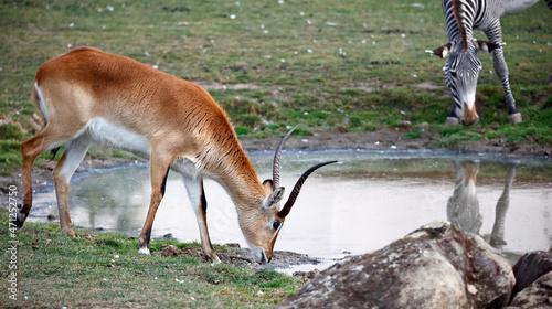 Photography Kafue Lechwe grazing by a water hole
