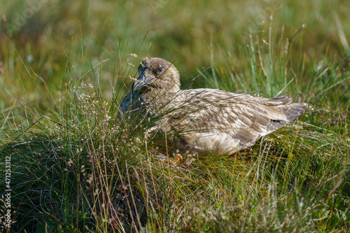 Great Skua in the wild relaxing in the grass.