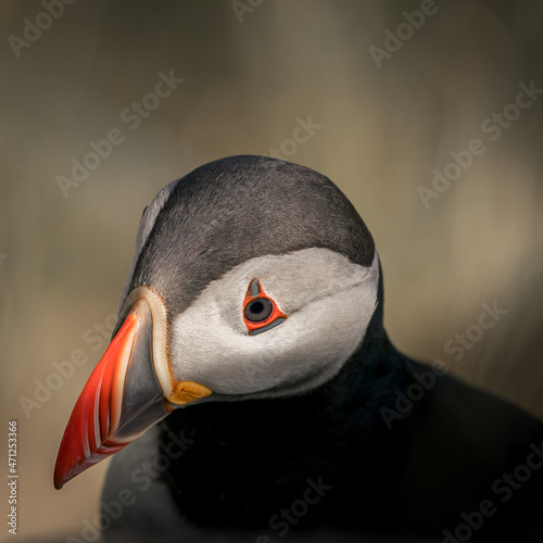 Atlantic puffin (Fratercula arctica) seabird species at the bird Island Runde.